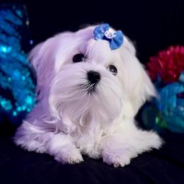 Belle's Baby Boy - White male Maltese puppy in Arab, Alabama from Always Maltese
