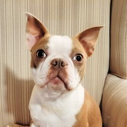 Lyla - Boston Terrier
