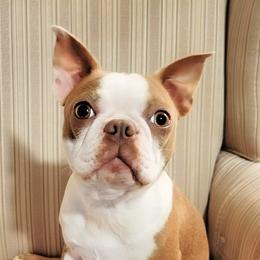 Lyla - Boston Terrier