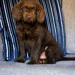 Labradoodle and Labrador Retriever Puppies from Moore than Dogs