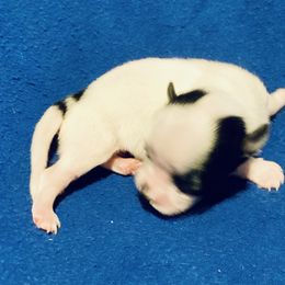 Maltipoo, Morkie, and Yorkipoo Puppies from Danza Bolo