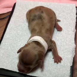 Peanut Baby - Dapple male Dachshund puppy in Prescott, Arizona from Dachshund Family Love Breeders