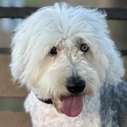 Olive - Old English Sheepdog