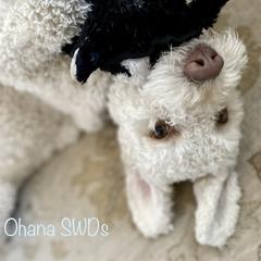 Spanish Water Dogs from Ohana Spanish Water Dogs