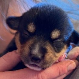 Cali - Black and tan female Pembroke Welsh Corgi puppy in Riverside, California from Four Aces Corgis
