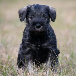 Nirvana - Salt and pepper female Miniature Schnauzer puppy in Folkston, Georgia from Poplar Creek Miniature Schnauzers