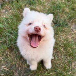 Gus McCrae - White male Pomsky puppy in Blue Earth, Minnesota from Blue Sky Pomsky