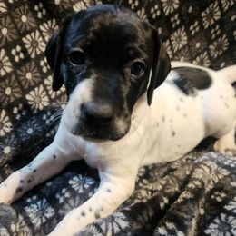 2 - Letti - Black and white female German Shorthaired Pointer puppy in Meriden, Kansas from Hull's GSPs