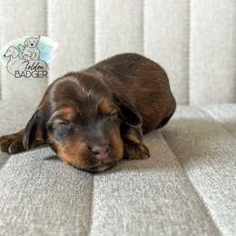 Pink Collar - Red female Dachshund puppy in Cheyenne, Wyoming from Golden Badger Kennels