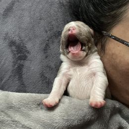 Bulldog Puppies from Bougie Bullies & Birds LLC