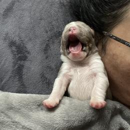 Bulldog Puppies from Bougie Bullies & Birds LLC
