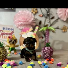 Yorkshire Terrier Puppies from Yorkie Queen Kennels