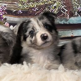 Clara - White and blue merle female Border Collie puppy in Avilla, Indiana from Borderline Kennels
