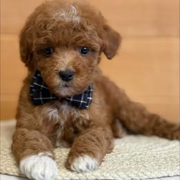 D-Orange Boy - Red  male Goldendoodle puppy in Lewisville, Texas from Texas Goldendoodle Lovers
