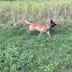 Belgian Malinois All Grown Up from Detto Fatto Malinois
