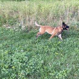 Belgian Malinois All Grown Up from Detto Fatto Malinois