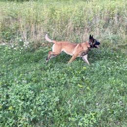 Belgian Malinois All Grown Up from Detto Fatto Malinois