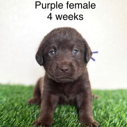 Purple collar - Chocolate female Labrador Retriever puppy in Brooksville, Florida from Lonestar Labradors C&E