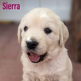 Golden Retriever Puppies from Mountain Sky Goldens