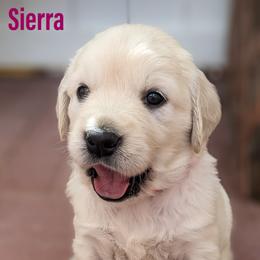 Golden Retriever Puppies from Mountain Sky Goldens