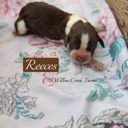 Reeces - Liver white and roan male English Springer Spaniel puppy in Uvalda, Georgia from Willow Creek Farms