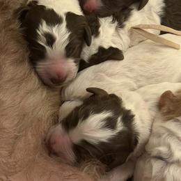 Boy 6 - Parti male Goldendoodle puppy in Newark, Ohio from Valleydayle Doodles and Wheatens