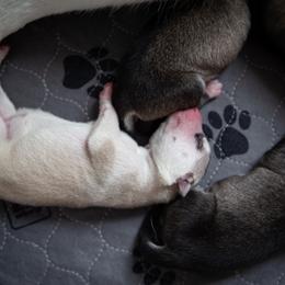 Siberian Husky Puppies from Ivie Huskies