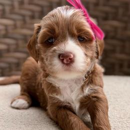 Daphne - Red  female Goldendoodle puppy in Blanchard, Oklahoma from Dream Doodles by Dondi