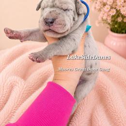 Gus blue merle - Merle male Great Dane puppy in Port Clinton, Ohio from LakeSide Danes
