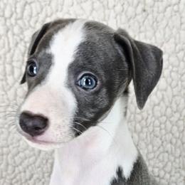 Remarkable - White and blue male Italian Greyhound puppy in Cadwell, Georgia from All The DoDa Day Italian Greyhounds