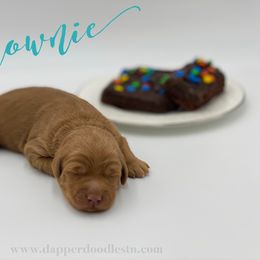 Goldendoodle Puppies from Dapper Doodles of Tennessee