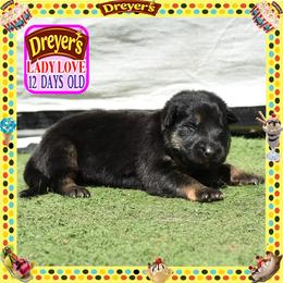 DREYERS BIG GIRL - Black and red female German Shepherd puppy in Murrieta, California from Diamond Oaks German Shepherds