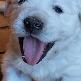 Golden Retriever Puppies from Fiddle In Gold Retrievers