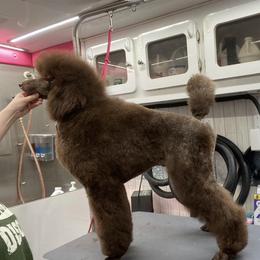 Poodle All Grown Up from Purley Poodles