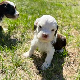 Rally - Tri-color male Bernedoodle puppy in Wamego, Kansas from Doodles of Oz