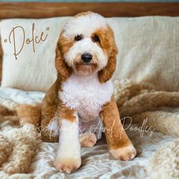 Dolce - Bernedoodle