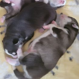 Pomsky puppies from Space City Pomskies