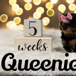 Yorkshire Terrier Puppies from Majestic Mountain Yorkies