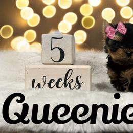 Yorkshire Terrier Puppies from Majestic Mountain Yorkies