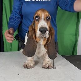 Basset Hound Puppies from Kling’s serendipity Bassets