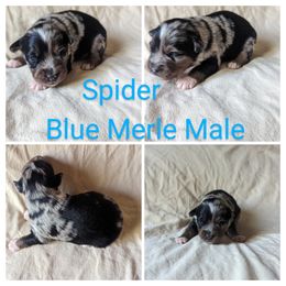 Boy 3 - Blue merle Miniature Australian Shepherd puppy in Sanger, California from A&M Australian Shepherds