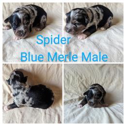 Boy 3 - Blue merle Miniature Australian Shepherd puppy in Sanger, California from A&M Australian Shepherds
