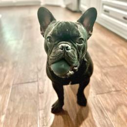French Bulldog Puppies from Fancy Face Frenchies