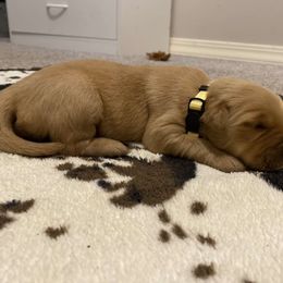 Yellow Collar - Golden Retriever puppy in Lucedale, Mississippi from Goode LOVIN’ Retrievers
