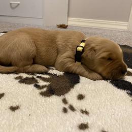 Yellow Collar - Golden Retriever puppy in Lucedale, Mississippi from Goode LOVIN’ Retrievers