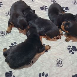 Darco - Black and mahogany male Rottweiler puppy in Humboldt, Arizona from Guardian Angel Rottweiler