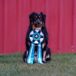 Australian Shepherd All Grown Up from Eventide Australian Shepherds