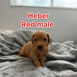 Heber - Red Collar - Golden male Golden Retriever puppy in Salt Lake City, Utah from Soaring golden retrievers