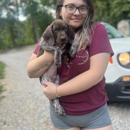 German Shorthaired Pointer and Wirehaired Pointing Griffon Puppies from County Line Pointers