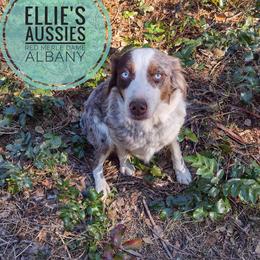 Albany - Miniature Australian Shepherd